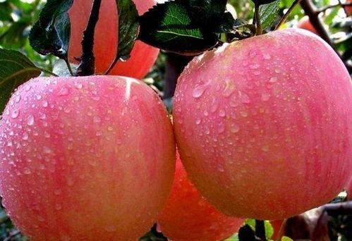 刚过月经吃蜜瓜,经期后甜蜜养生之旅