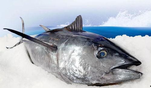 带你吃瓜解说奇葩轮船,带你吃瓜解说轮船界的奇观异景