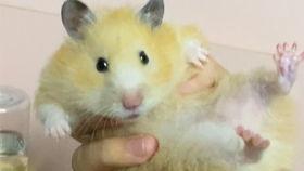 吃货仓鼠克拉克吃瓜