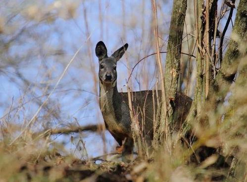 林麝吃瓜,瓜果飘香中的自然美味探索