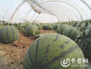 泗水吃大瓜,畅享大瓜美食之旅