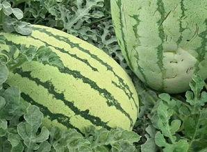 吃瓜没有吃瓜的样子,吃瓜群众为何没有吃瓜的潇洒姿态