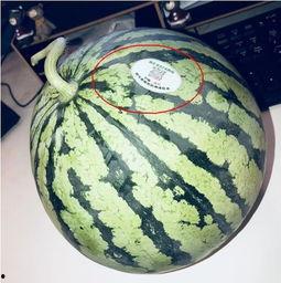 邹城网红吃瓜,揭秘背后真相与网络舆论风暴