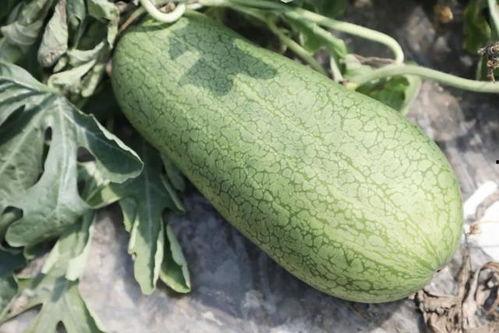 吃瓜皮的瓜,探寻吃瓜皮的奇妙之旅