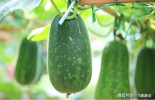 吃瓜怎么污了,吃瓜也能污？揭秘网络热词背后的趣味与争议