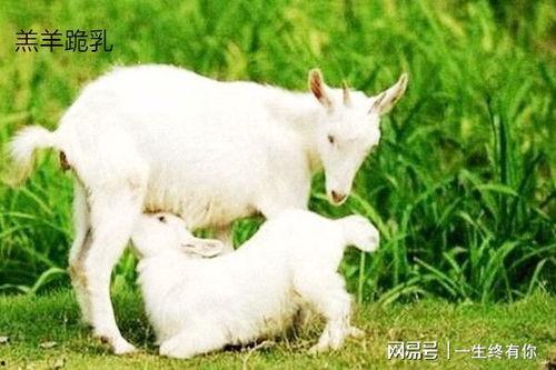 晴天小羊吃瓜,晴天小羊的甜蜜瓜果时光