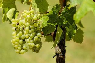 梦到吃葡萄和哈密瓜,葡萄与哈密瓜的甜蜜邂逅