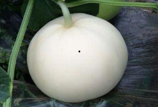 吃梨瓜拉肚子几天