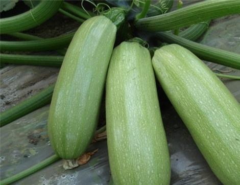 吃小凤瓜有什么好处,养生佳品，健康生活必备