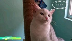 吃瓜的懒猫,揭秘娱乐圈幕后故事