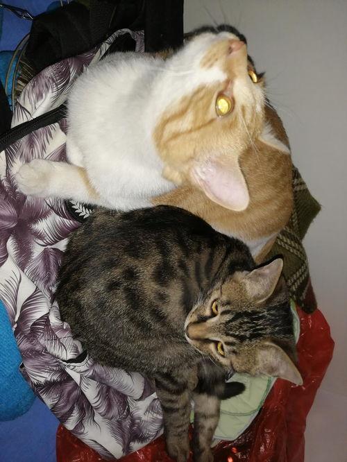 吃瓜猫头,揭秘猫咪的“八卦”世界