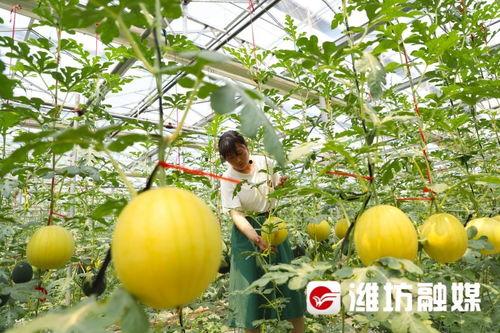 潍坊吃瓜被抓,引发社会热议